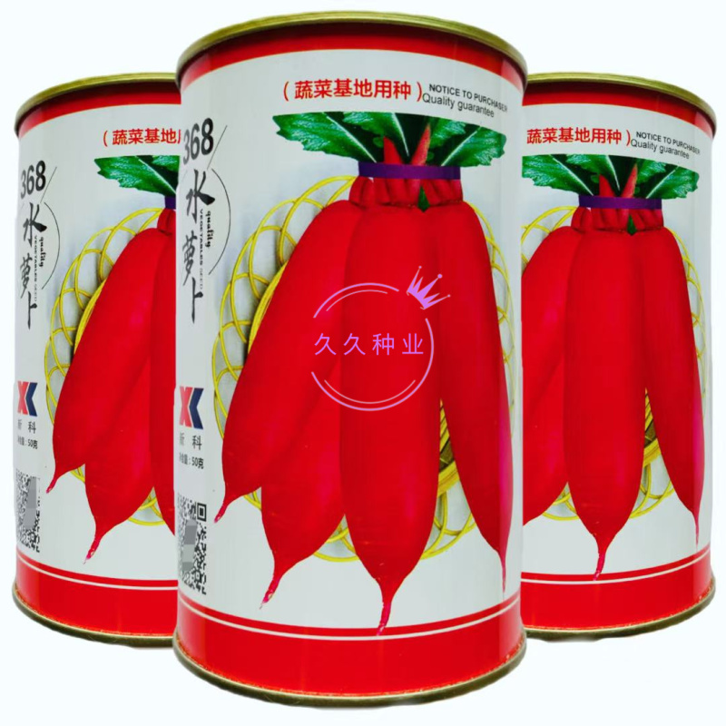 368水萝卜种子辣中带甜肉质根圆柱形不易抽苔糠心