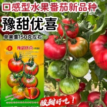 豫甜优喜水果番茄种子酸甜好吃口感番茄种籽带绿肩采摘园番茄