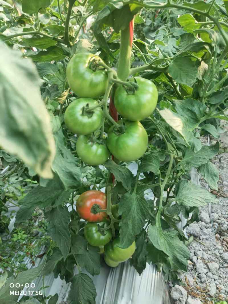 豫甜优喜水果番茄种子酸甜好吃口感番茄种籽带绿肩采摘园番茄