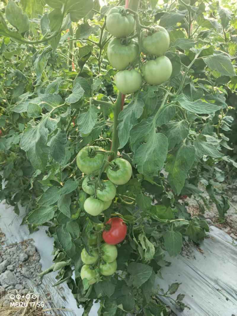 豫甜优喜水果番茄种子酸甜好吃口感番茄种籽带绿肩采摘园番茄