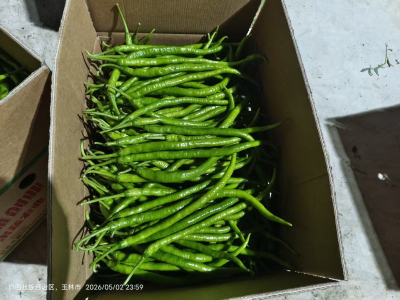 线椒，千亩基地直供！3号线椒精品货，全过程不使用农药化肥