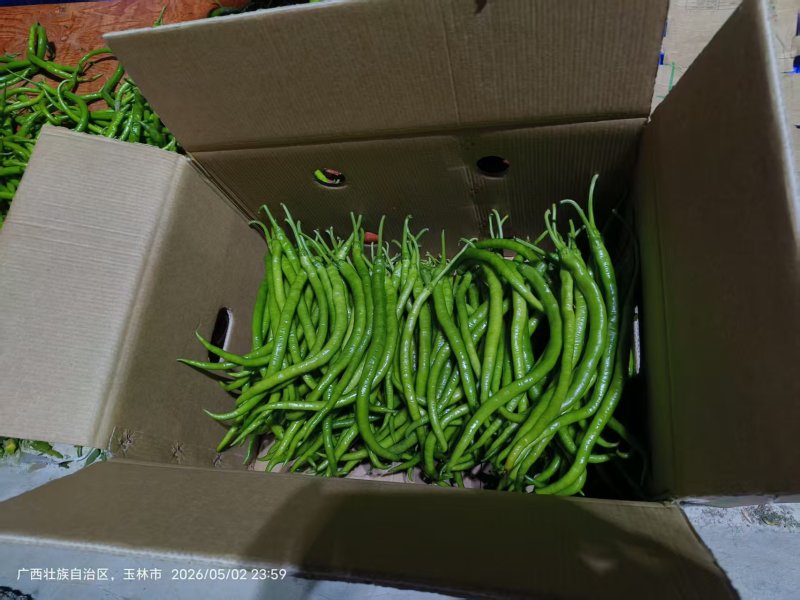 线椒，千亩基地直供！3号线椒精品货，全过程不使用农药化肥