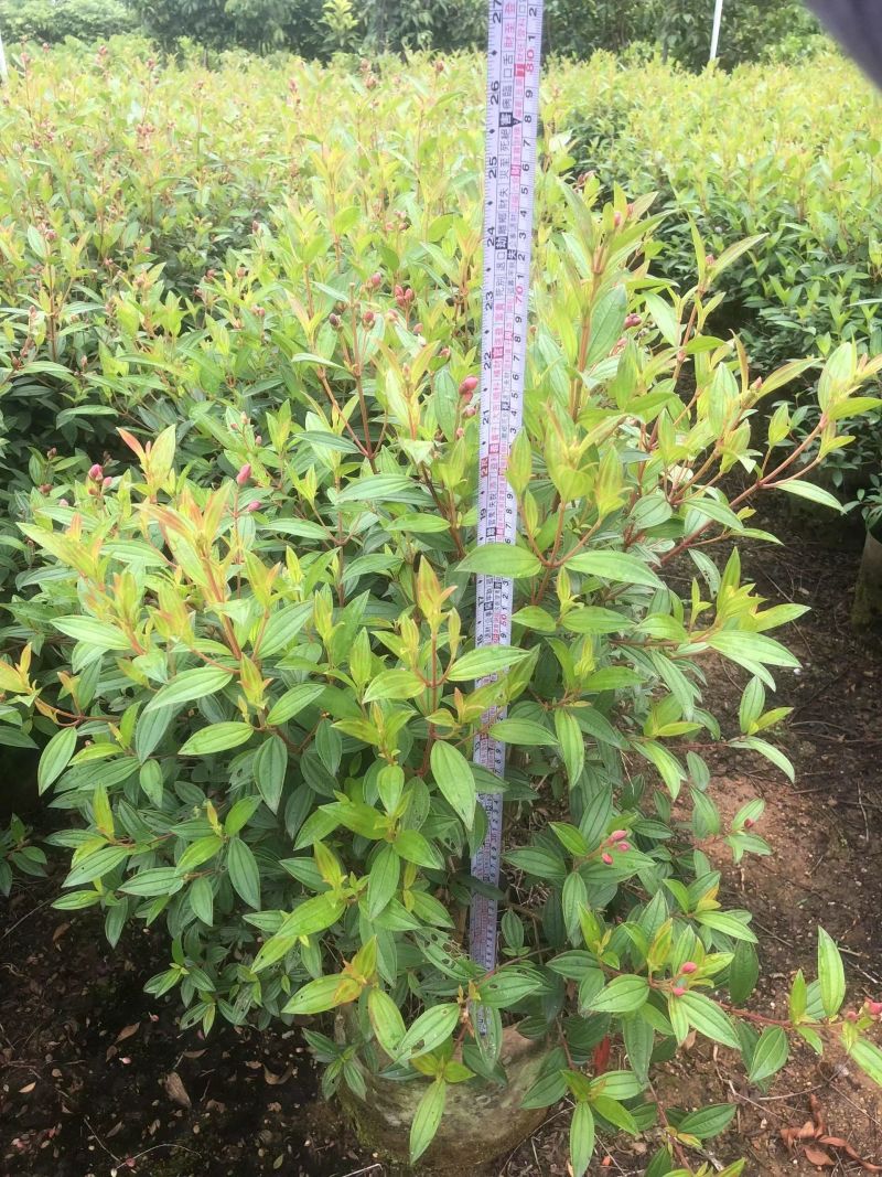 紫牡丹，规格70*70，低价出售自家苗木