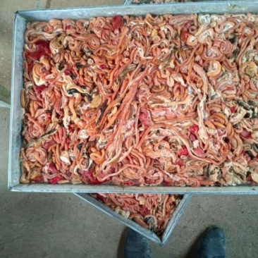 鸭肠饲料冻品规格齐全价格美丽来电优