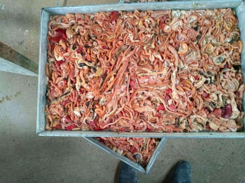鸭肠饲料冻品规格齐全价格美丽来电优