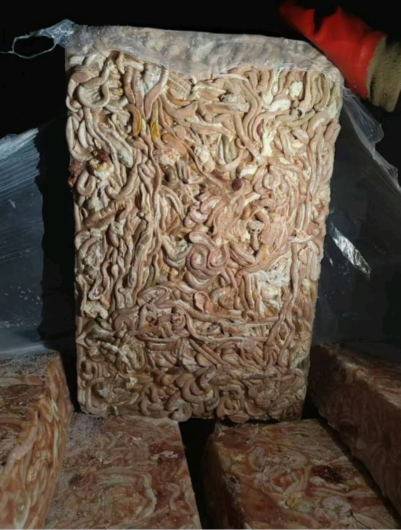 鸭肠饲料冻品规格齐全价格美丽来电优