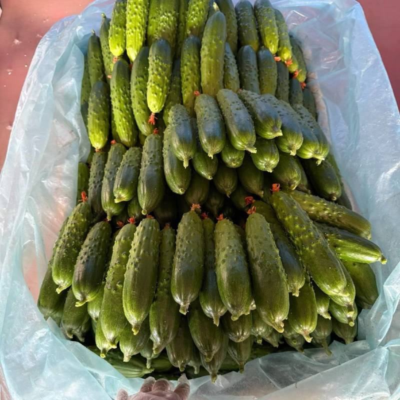 寿光旱黄瓜大量有货