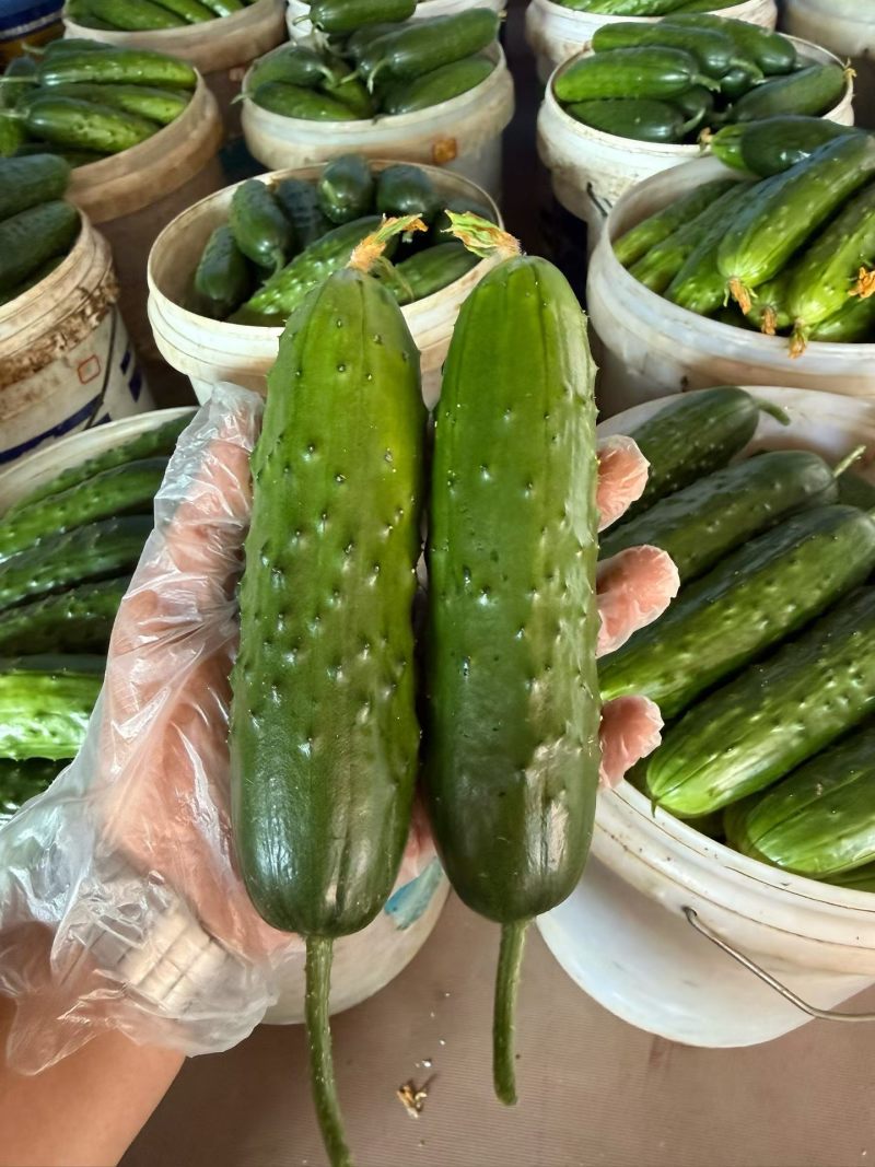 寿光旱黄瓜大量有货
