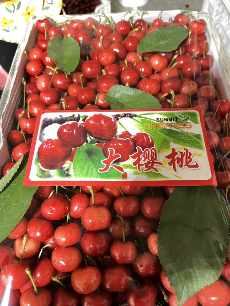 今天5月3号泰安露天早大果上市了，需要的客户可以联系我了