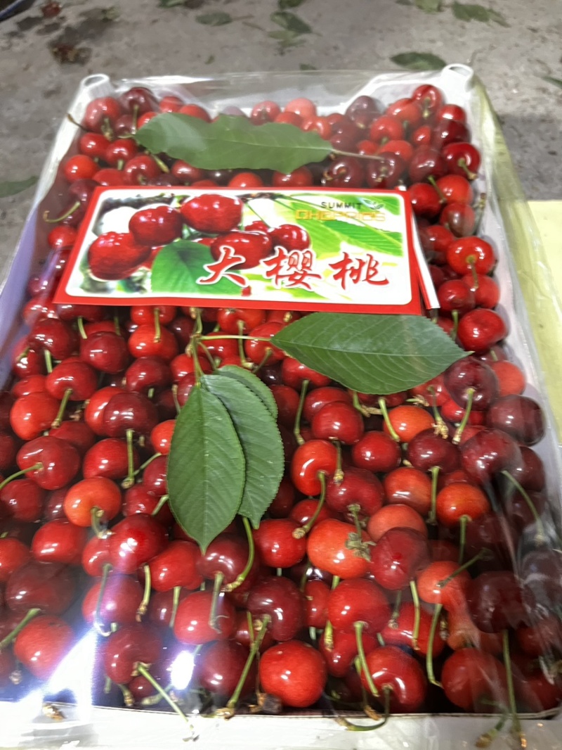 今天5月3号泰安露天早大果上市了，需要的客户可以联系我了