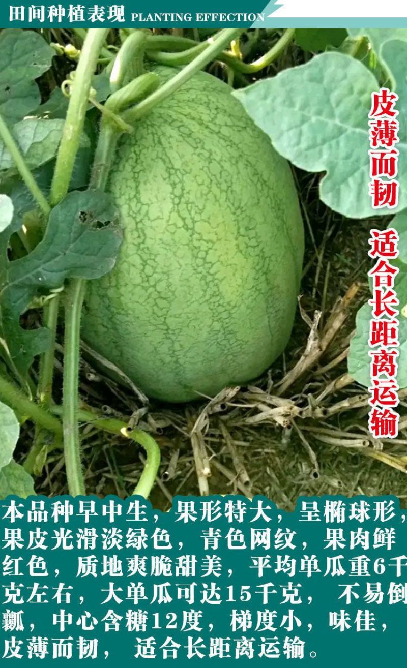 懒汉新红宝西瓜种子抗重茬懒汉西瓜种籽特大巨型西瓜大田西瓜