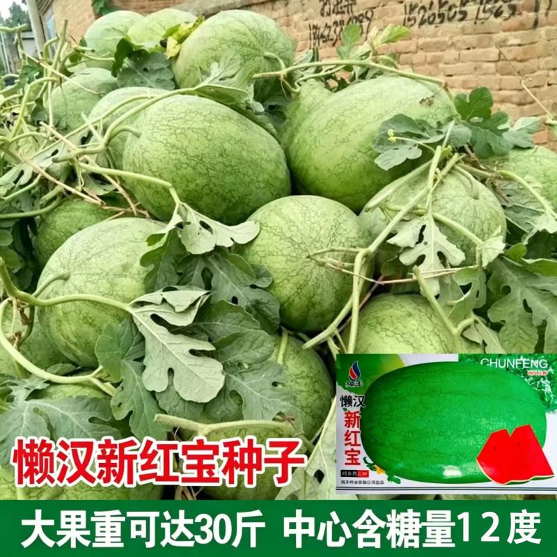 懒汉新红宝西瓜种子抗重茬懒汉西瓜种籽特大巨型西瓜大田西瓜
