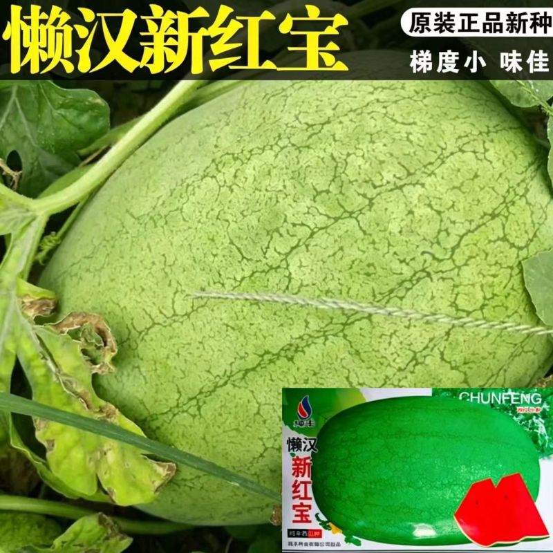 懒汉新红宝西瓜种子抗重茬懒汉西瓜种籽特大巨型西瓜大田西瓜