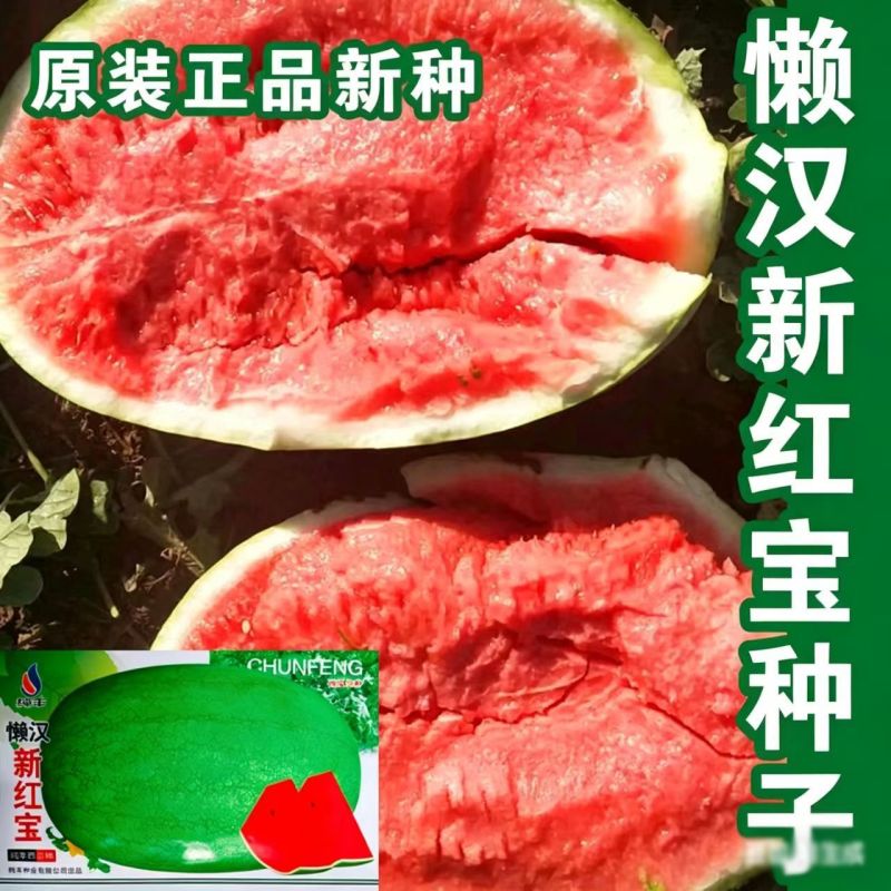 懒汉新红宝西瓜种子抗重茬懒汉西瓜种籽特大巨型西瓜大田西瓜