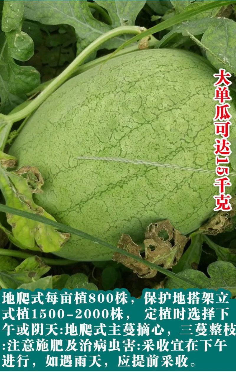 懒汉新红宝西瓜种子抗重茬懒汉西瓜种籽特大巨型西瓜大田西瓜