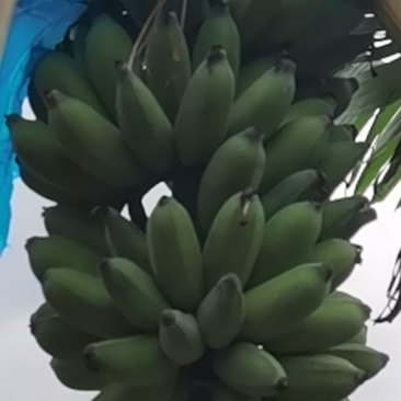 广东粉蕉、海南蕉、米蕉
