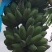 广东粉蕉、海南蕉、米蕉