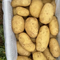 土豆产地直发量大电话议价价格美丽各规格齐全