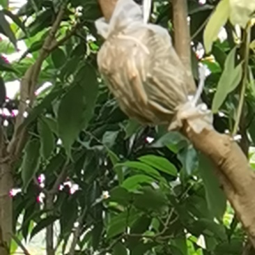 桂味荔枝高压种苗，土球苗