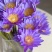 精品睡莲切花批发多色现货花苞饱满花期长基地直供