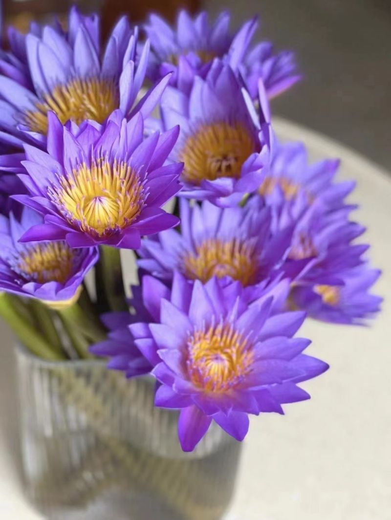精品睡莲切花批发多色现货花苞饱满花期长基地直供