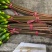 精品睡莲切花批发多色现货花苞饱满花期长基地直供