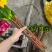 精品睡莲切花批发多色现货花苞饱满花期长基地直供