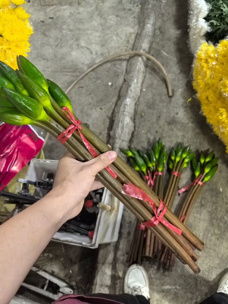 精品睡莲切花批发多色现货花苞饱满花期长基地直供
