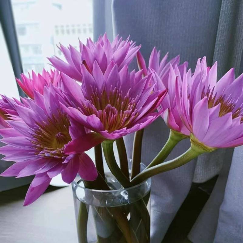 精品睡莲切花批发多色现货花苞饱满花期长基地直供