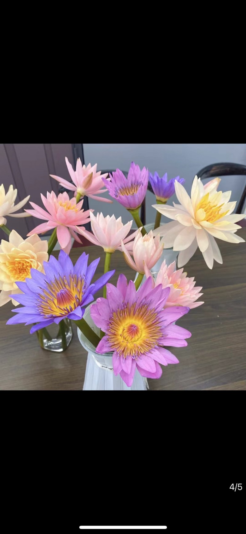精品睡莲切花批发多色现货花苞饱满花期长基地直供