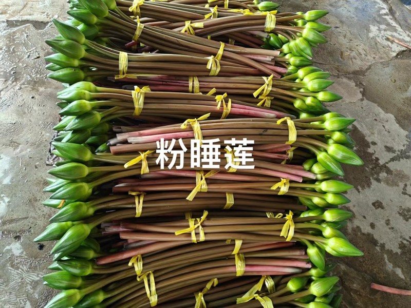 精品睡莲切花批发多色现货花苞饱满花期长基地直供