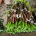 精品睡莲切花批发多色现货花苞饱满花期长基地直供