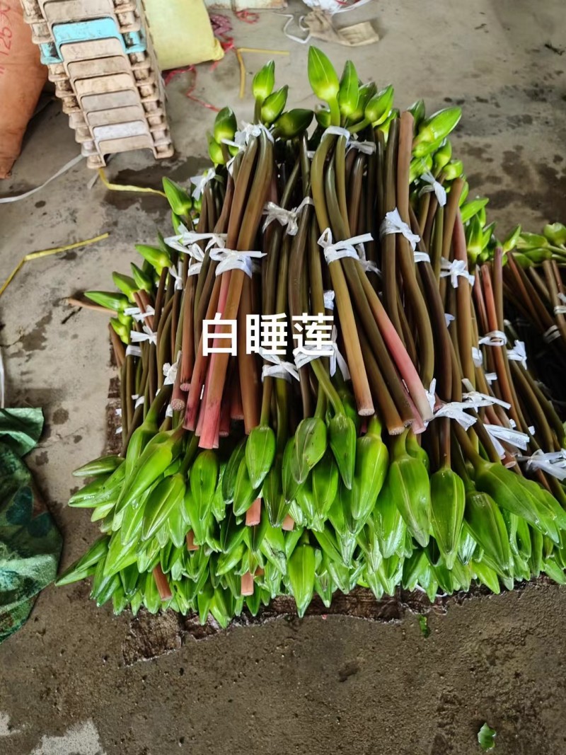 精品睡莲切花批发多色现货花苞饱满花期长基地直供