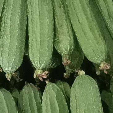 丝瓜