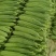 丝瓜