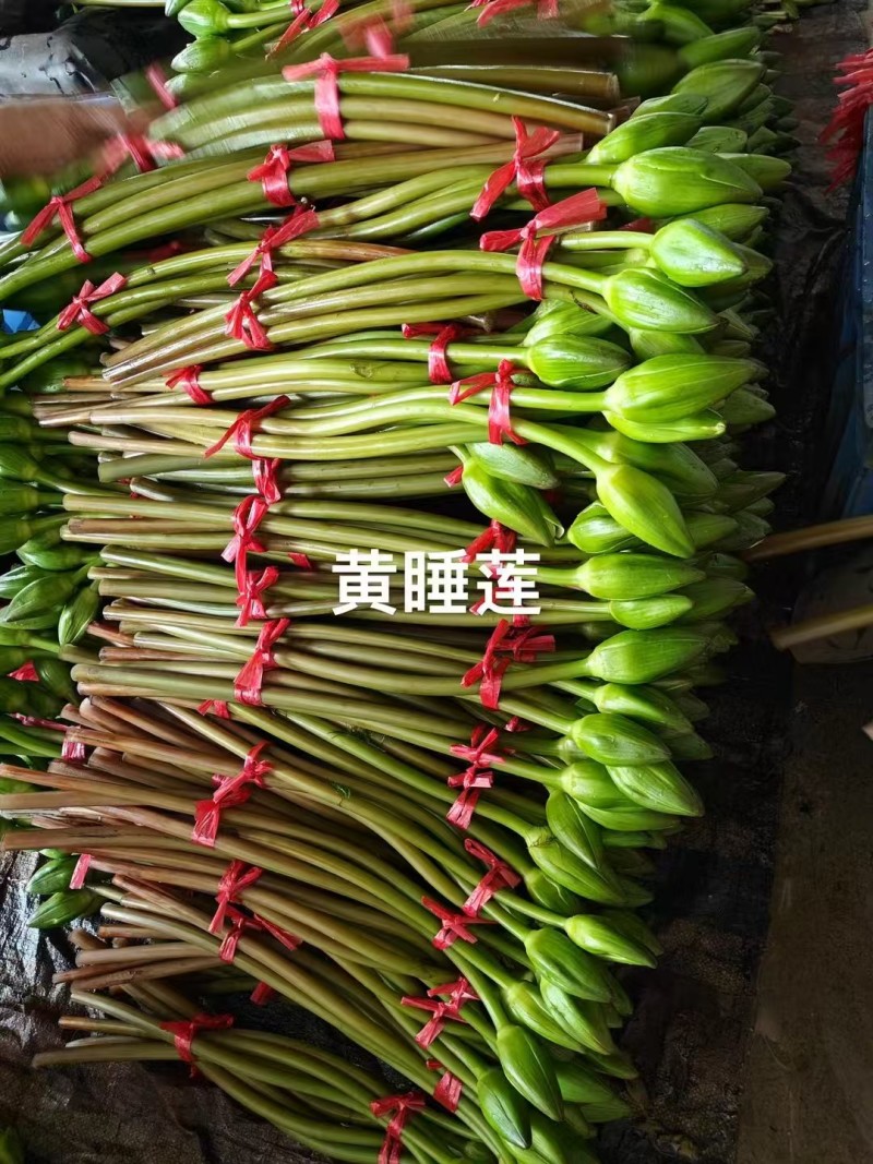 睡莲切花新鲜采摘基地直销可开普票专票