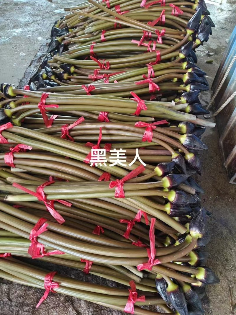 睡莲切花新鲜采摘基地直销可开普票专票