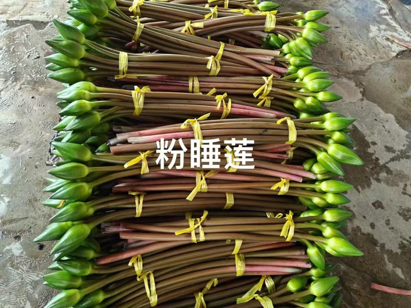 睡莲切花新鲜采摘基地直销可开普票专票