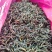 红微菜做工精质的高山野生干薇菜