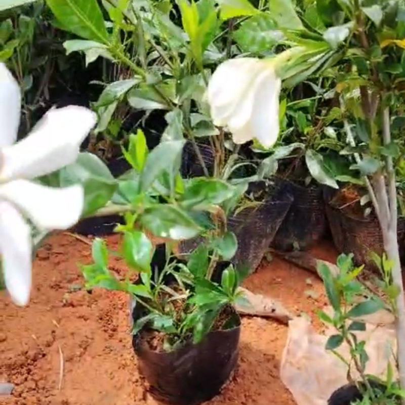 黄栀子大杯苗种植成活率高保质保量基地批发