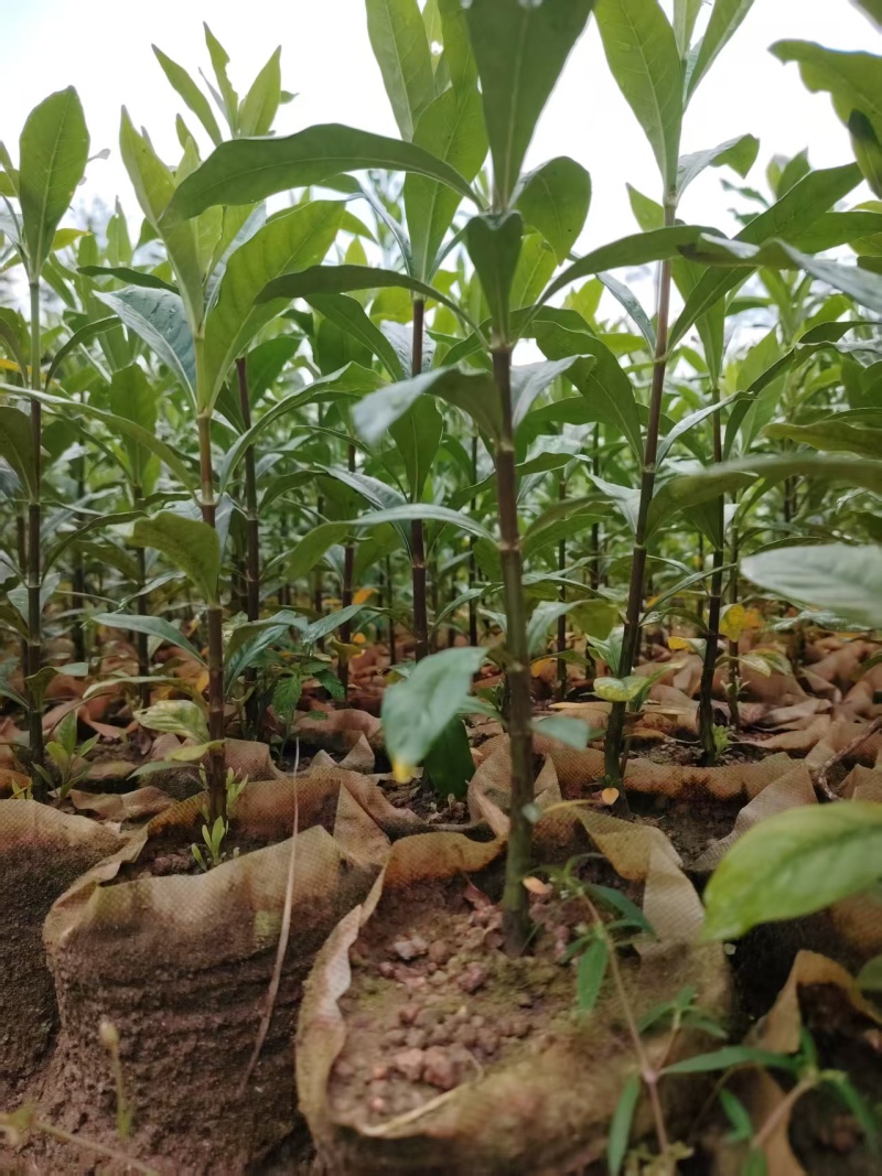 黄栀子大杯苗种植成活率高保质保量基地批发