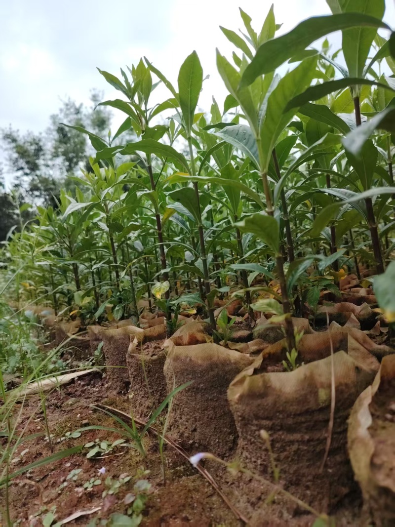 黄栀子大杯苗种植成活率高保质保量基地批发