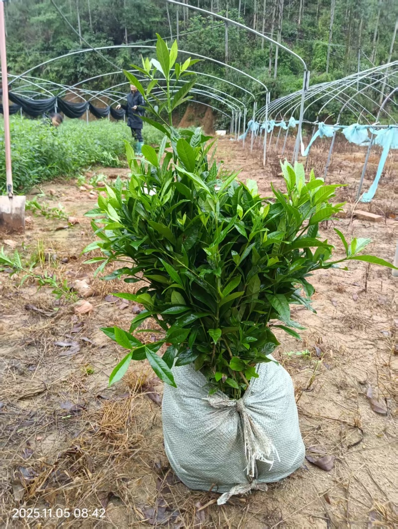 黄栀子大杯苗种植成活率高保质保量基地批发