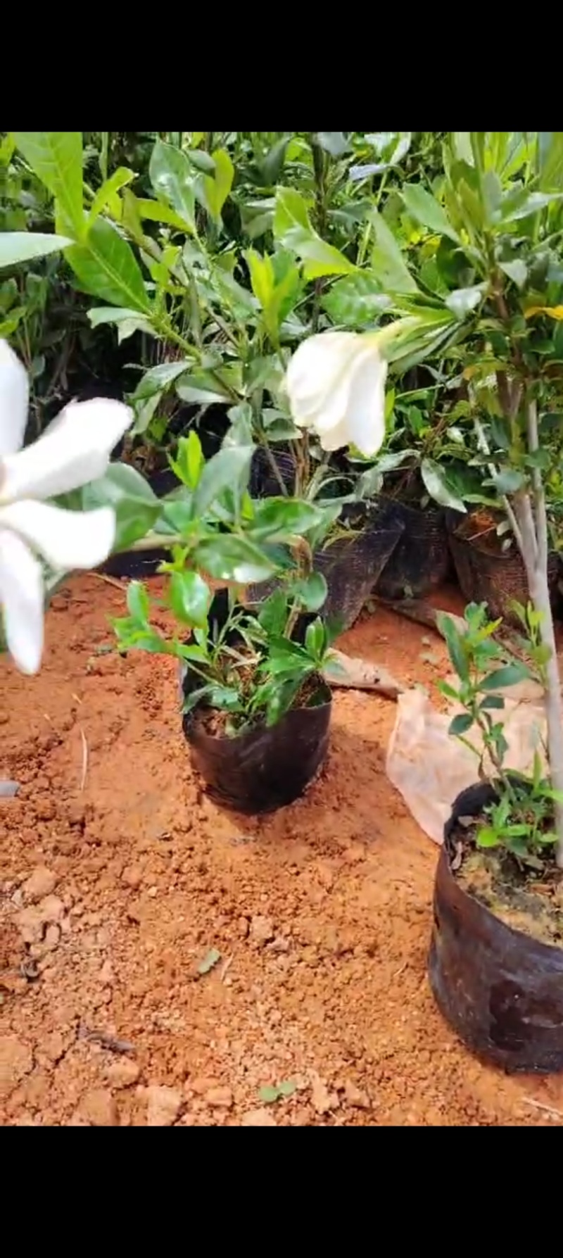 黄栀子大杯苗种植成活率高保质保量基地批发