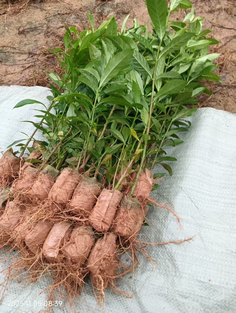 黄栀子大杯苗种植成活率高保质保量基地批发