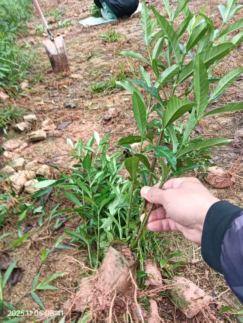黄栀子大杯苗种植成活率高保质保量基地批发