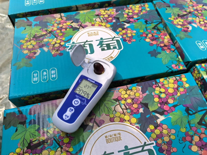 《茉莉香葡萄》河北茉莉香葡萄高质量原产地供应