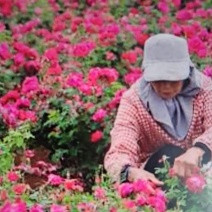 山区农户植种大量花椒，玫瑰花，苹果等