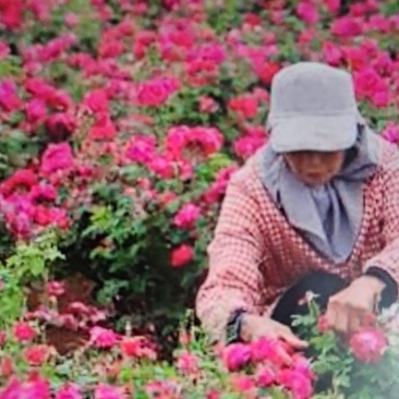 山区农户植种大量花椒，玫瑰花，苹果等
