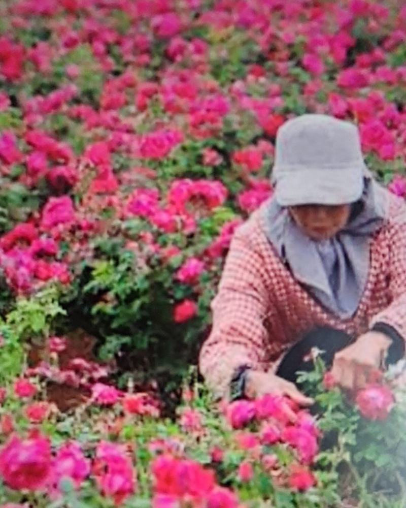 山区农户植种大量花椒，玫瑰花，苹果等